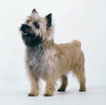 Not Annabelle, but a pix that looks like her.  Just imagine this dog black, mixed with white hairs.